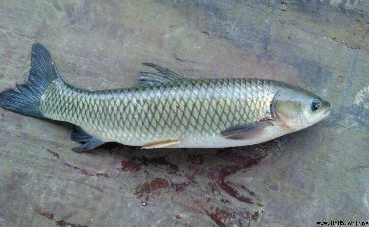 草魚和鯉魚哪個刺少？解答淡水魚刺多問題