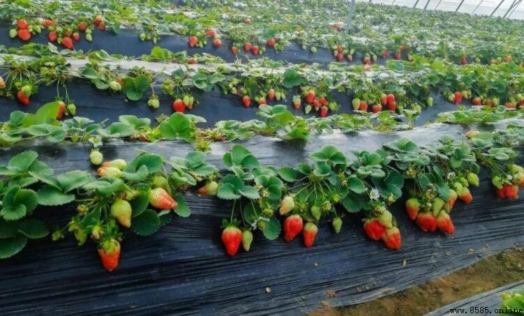草莓種子怎麼催芽?5種實用方法大公開