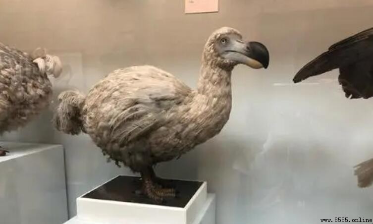什麼鳥不會飛？五大不會飛的鳥類介紹