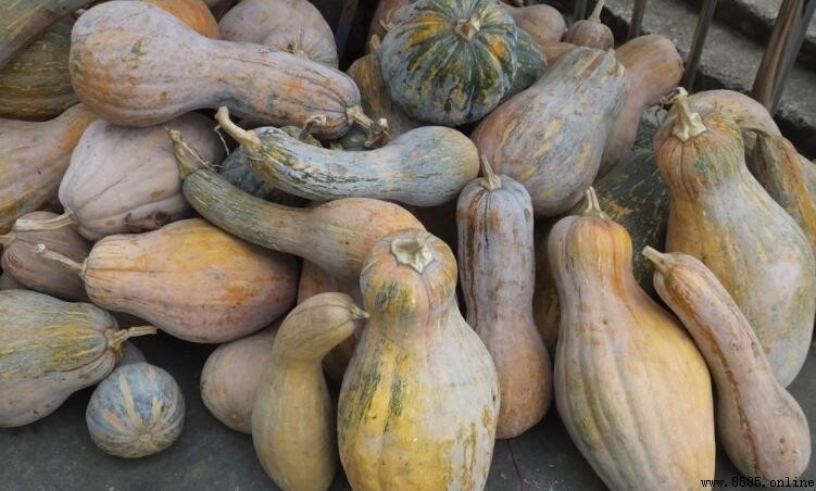 老南瓜與嫩南瓜的區別：形態、口感與食用建議