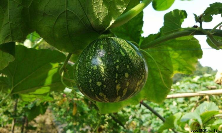 老南瓜與嫩南瓜的區別：形態、口感與食用建議
