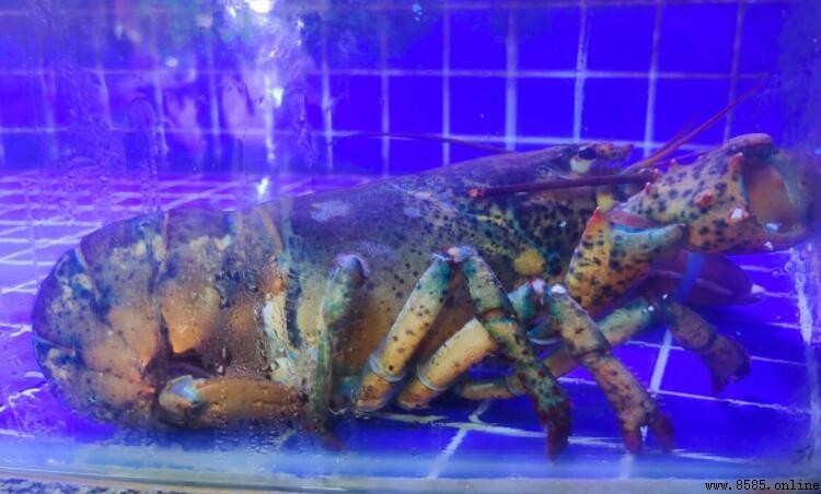 澳洲龙虾与波士顿龙虾的区别