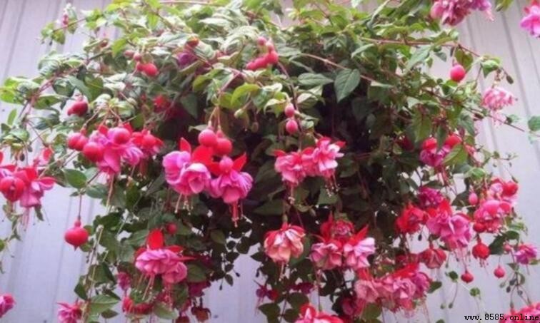 夏日花園:十大應景植物排行榜
