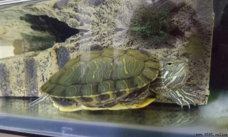 巴西龜最大能長多大?成長上限與體型說明