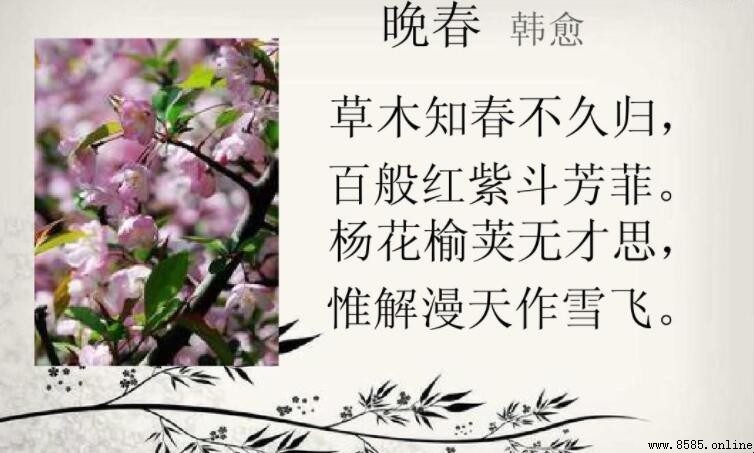 白雪却嫌春色晚的意思