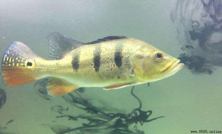帝王三間魚的飲食習性:吃什麼、如何飼養