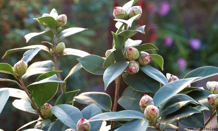 茶花花苞打不開的原因解析