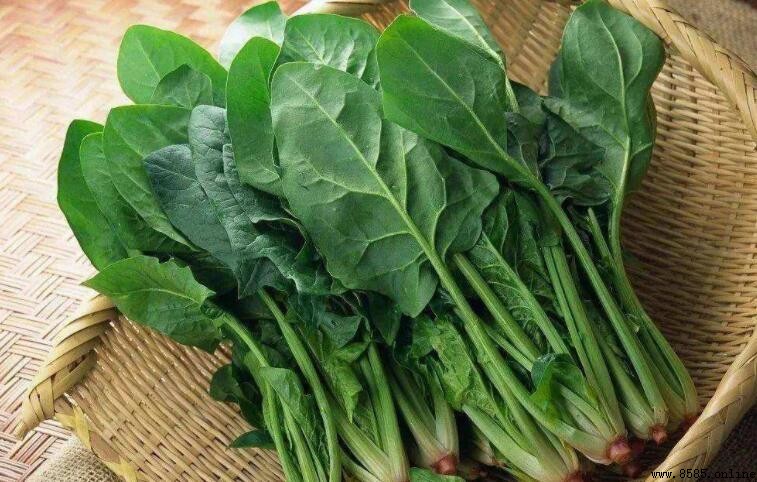春天吃什麼菜好?7道春季時令菜讓你補充能量