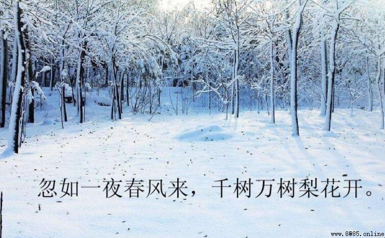 忽如一夜春风来全诗是什么