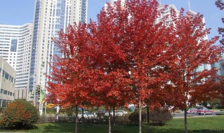 北美紅楓與美國紅楓的差異比較