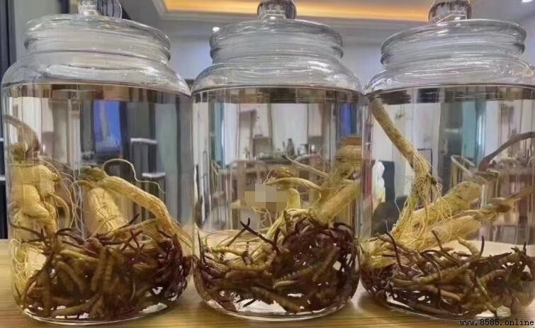 虫草泡酒一斤放几根？比例與實用指南