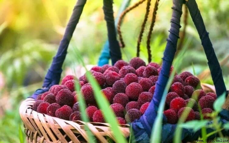 慈溪特產有哪些|楊梅、葡萄與草編工藝品的特色介紹