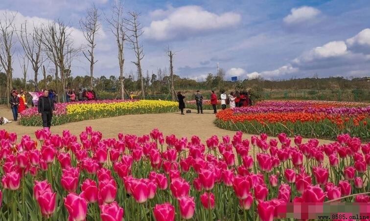 重慶周邊賞花好去處推薦|春遊必看四大花園