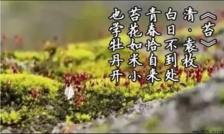 《苔》屬於什麼類型的古詩