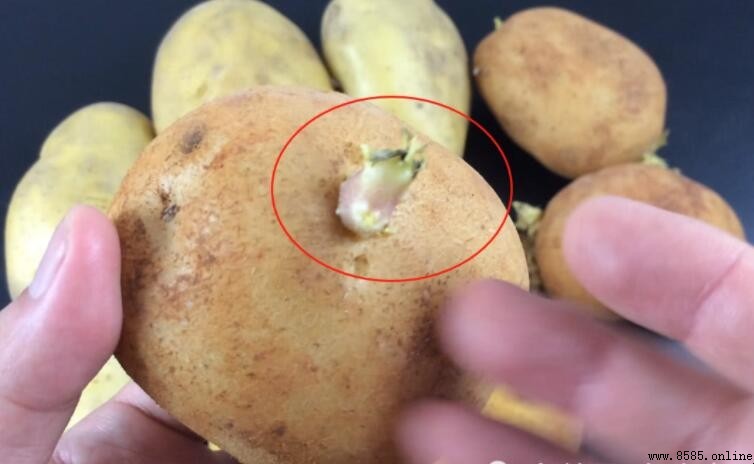 土豆發芽後能否食用?健康風險解析