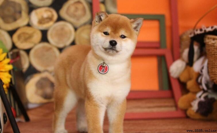 豆柴犬與柴犬價格比較:哪一種更貴?