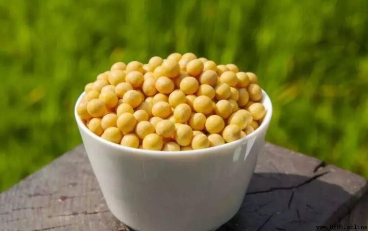 黃豆食用過量的潛在風險