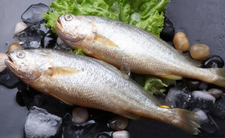 黃花魚是淡水魚還是海水魚?