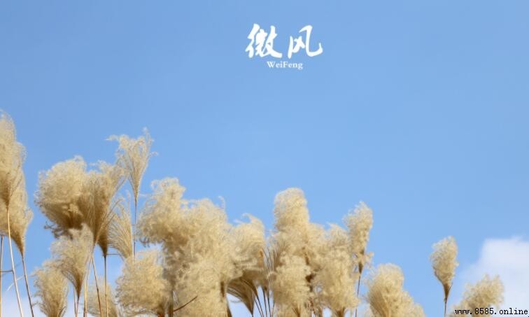微風相關成語彙總
