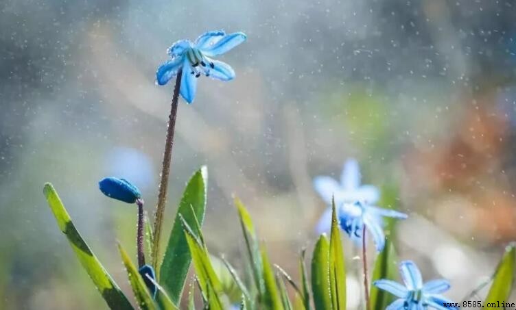 春天的雨像什麼？比喻句集覽與描寫