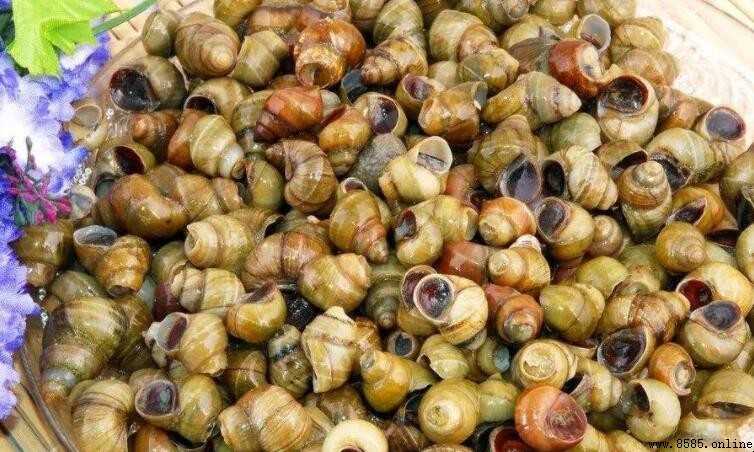 田螺哪部分能吃？正確食用部位指南
