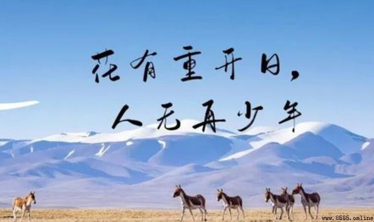 花有重開日人無再少年出處：原詩與作者介紹