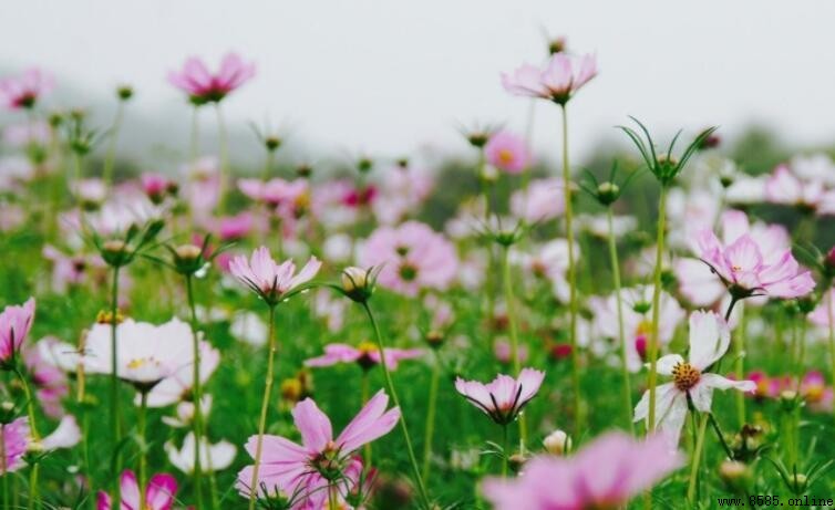 形容看花心情的一句话集