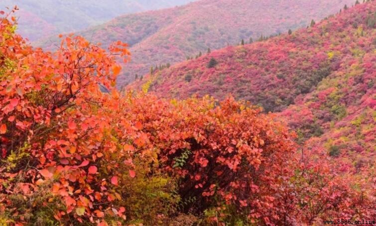 香山红叶最佳观赏期与赏枫路线指南