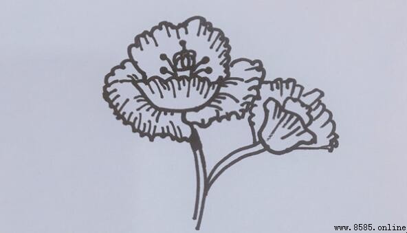 罂粟花簡筆畫教程：四步繪製技巧