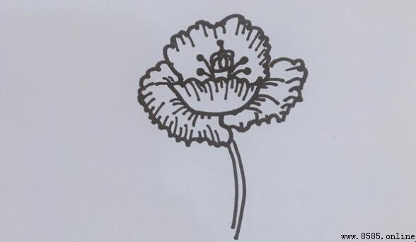 罂粟花簡筆畫教程：四步繪製技巧