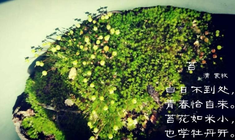 《苔》古詩的創作背景與意義解析