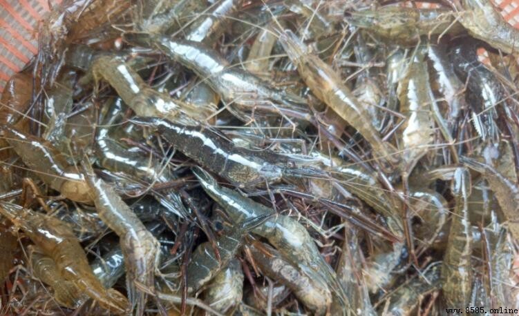 河蝦的食性:自然水域與人工養殖的食物來源