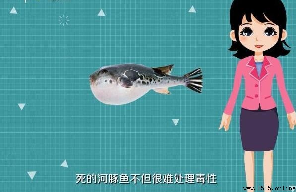 河豚怎樣處理才無毒?關鍵步驟解析