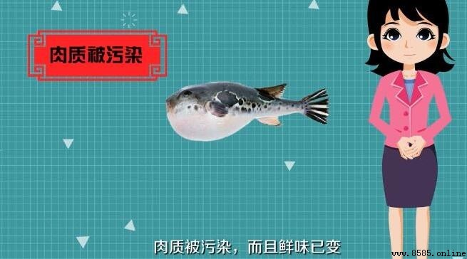 河豚怎樣處理才無毒?關鍵步驟解析