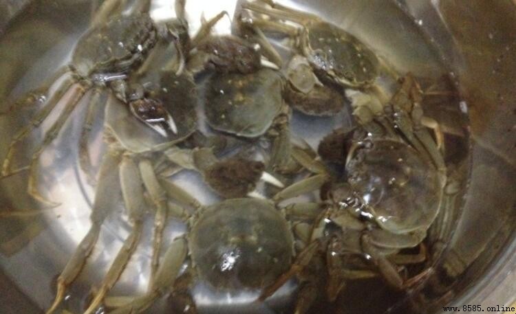 河蟹死了能不能吃?解析死亡後的食用風險