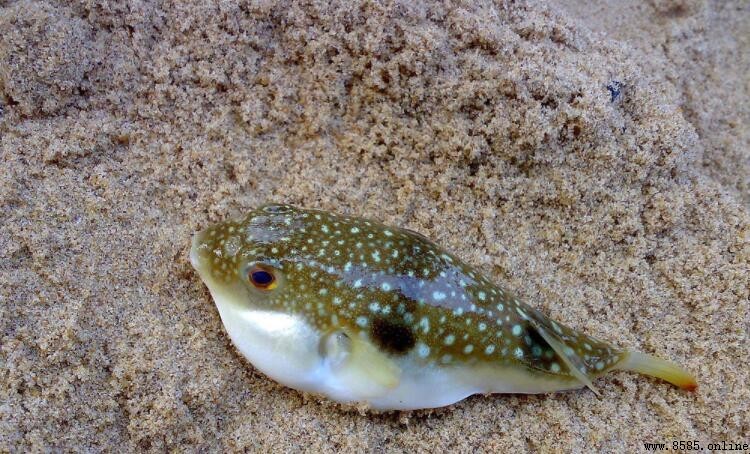 河豚魚營養與功效解析