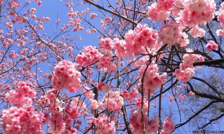 關於櫻花的唯美短句｜15句詩意表達與賞花心得