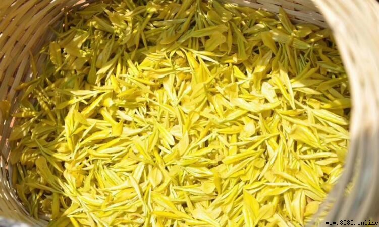 黃金茶属于什么茶?解析其茶類屬性及特色