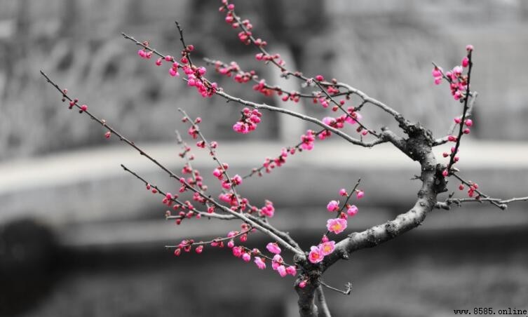 冬天常見的花有哪些