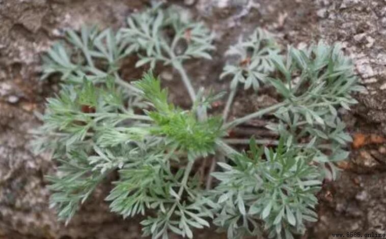 茵陳與白蒿的區別:外形、葉子與藥用價值比較
