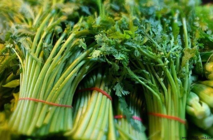 茼蒿的形态特征