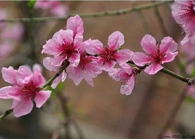 3月是什麼季節?解析月份性質、節氣與相關節日
