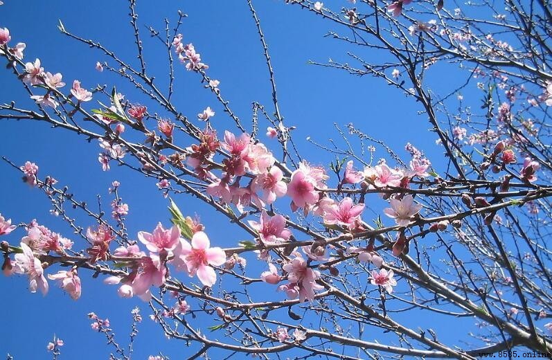 賞桃花心情句子集:九首最美桃花詩句