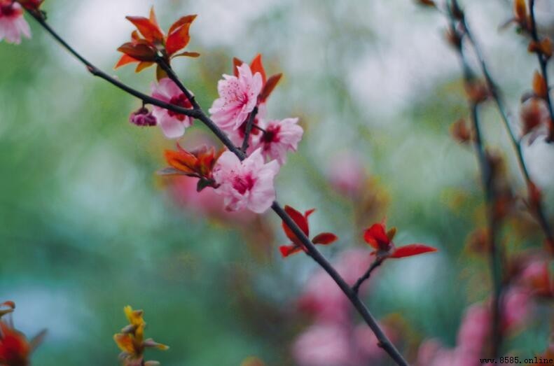 賞花心情句子集：十句賞花心境與人生感悟