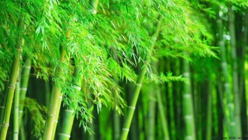 什麼的竹子填空詞語怎麼填