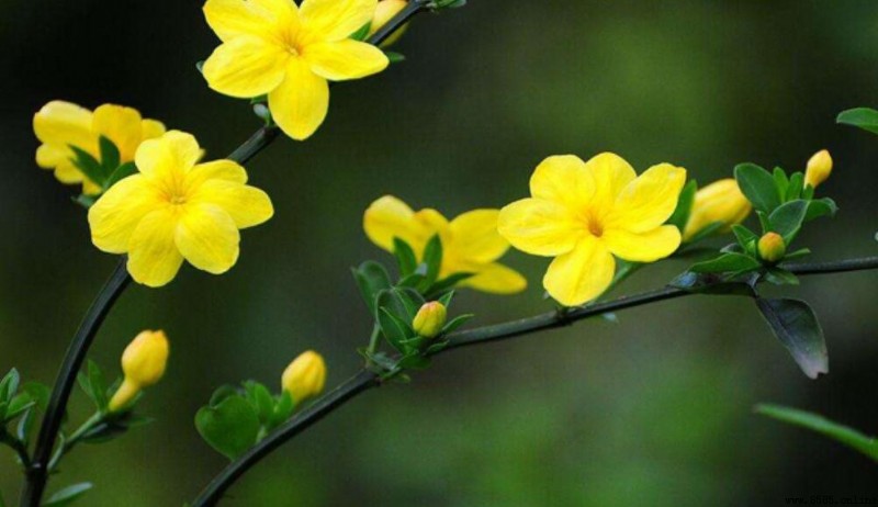 形容迎春花的四字詞語彙集
