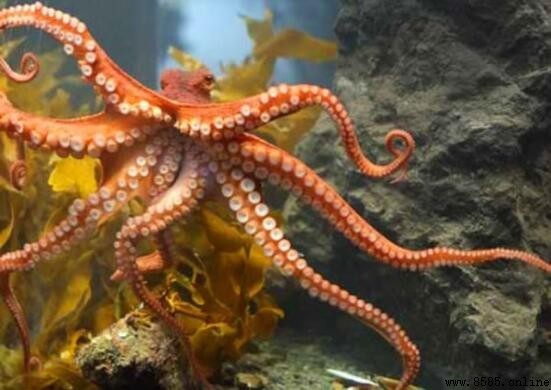 簡筆畫八爪魚教學:一步一步畫出可愛海洋生物