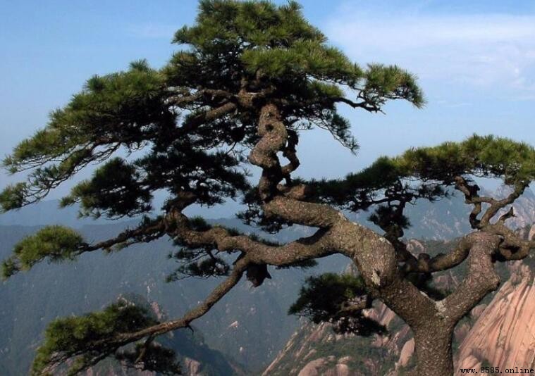 松樹的寓意與象徵解析