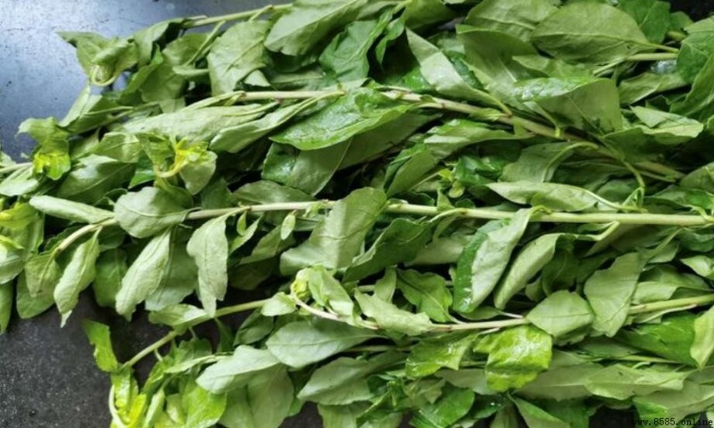 枸杞菜是枸杞的叶子吗？解析其功效与食用方法