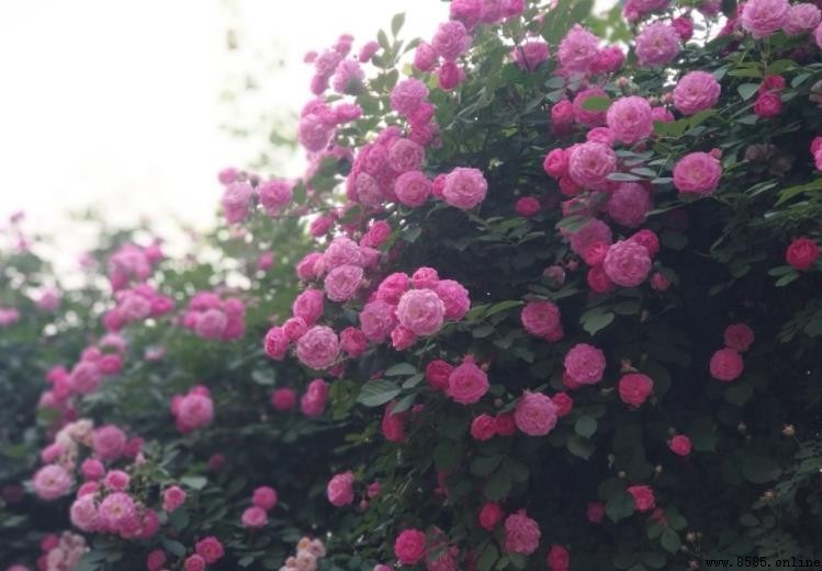 因風飛過薔薇的上一句是什麼